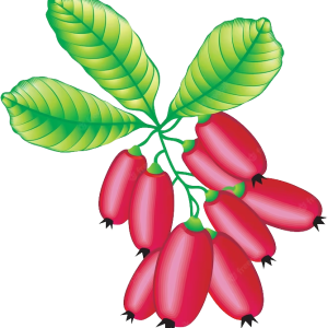 Berberis PNG
