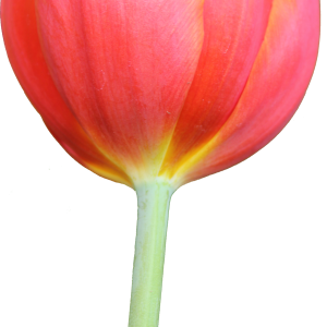 Tulip PNG image