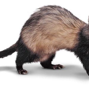 Ferret PNG