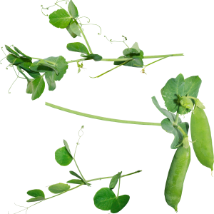Pea PNG