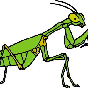 Mantis PNG