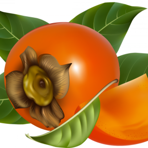 Persimmon PNG
