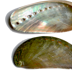 Mussel PNG