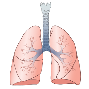 Lungs PNG