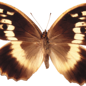 Butterfly PNG