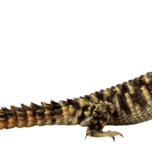 Lizard PNG