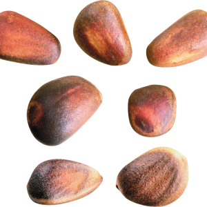 Pine nuts PNG