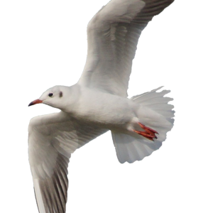 Gull PNG