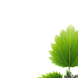 Nettle PNG