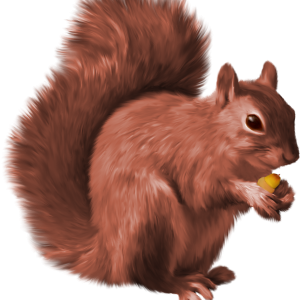 Squirrel PNG
