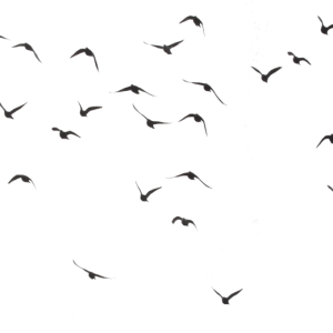 Bird PNG