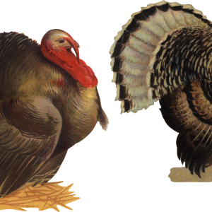 Turkey bird PNG