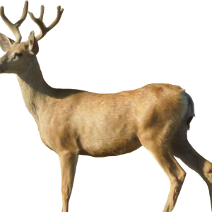 Deer PNG image