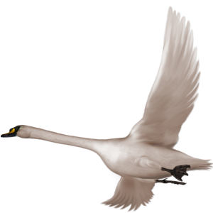 Swan PNG