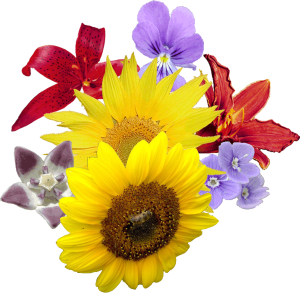 Bouquet flowers PNG