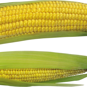 Corn PNG