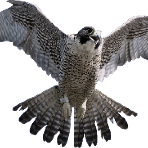 Falcon PNG