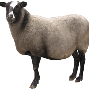 sheep PNG image