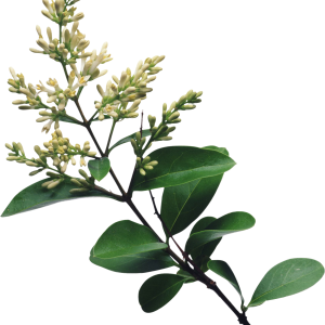 Lilac PNG