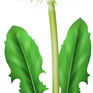 Dandelion PNG
