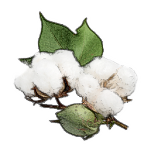 Cotton PNG