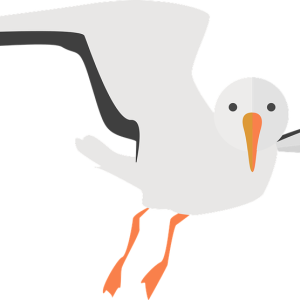 Gull PNG