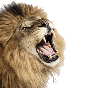 Lion PNG