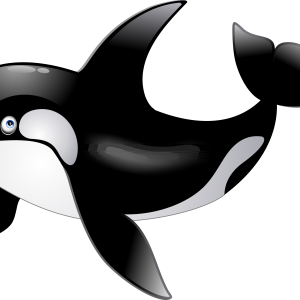 Killer whale PNG