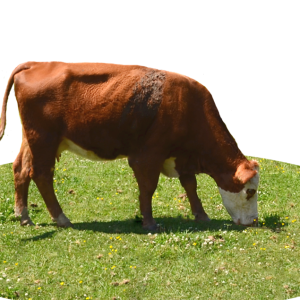 cow PNG