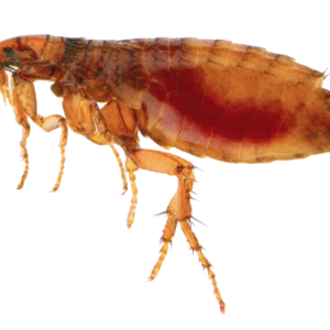 Flea PNG