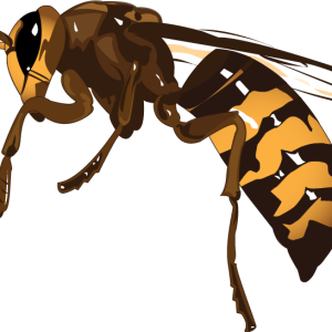 Wasp PNG