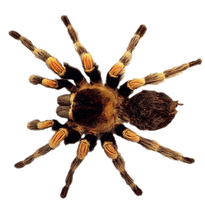 Spider PNG image