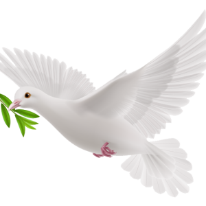 white dove PNG