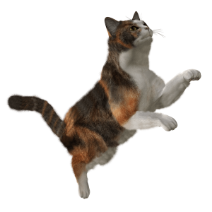 Cat PNG