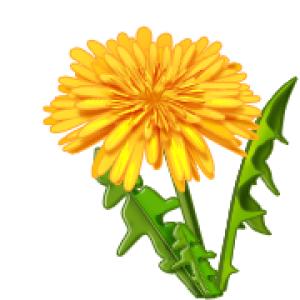 Dandelion PNG