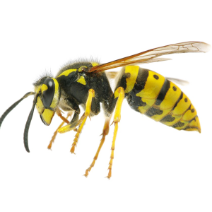 Wasp PNG