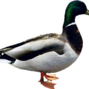 Duck PNG image
