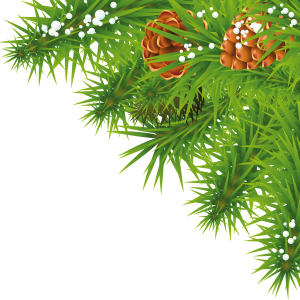 Fir-tree branch PNG image