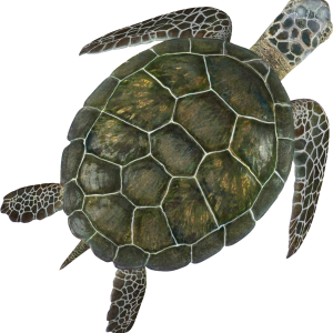 Turtle PNG