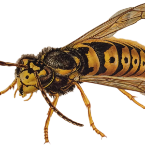 Wasp PNG