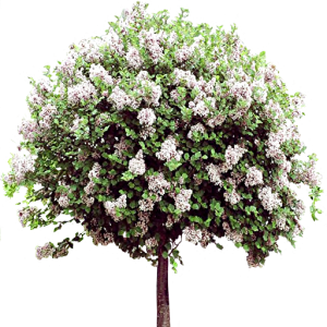 Lilac PNG