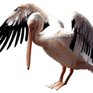 Pelican PNG