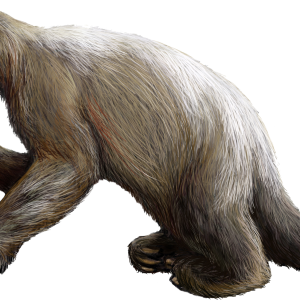 Sloth PNG