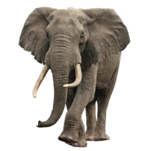 Elephant PNG