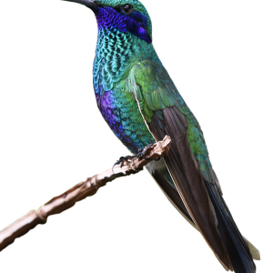 Hummingbird PNG