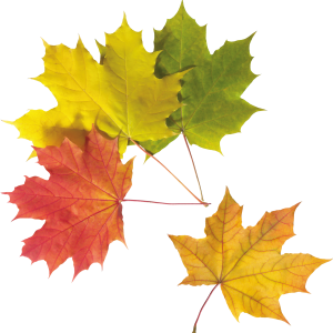 autumn PNG leaf
