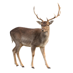 Moose, elk PNG