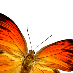 Orange butterfly PNG image, butterflies free download