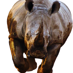 Rhino PNG