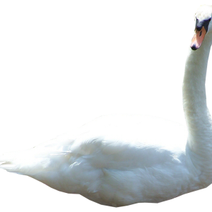 Swan PNG
